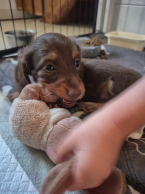 CHIOT 1